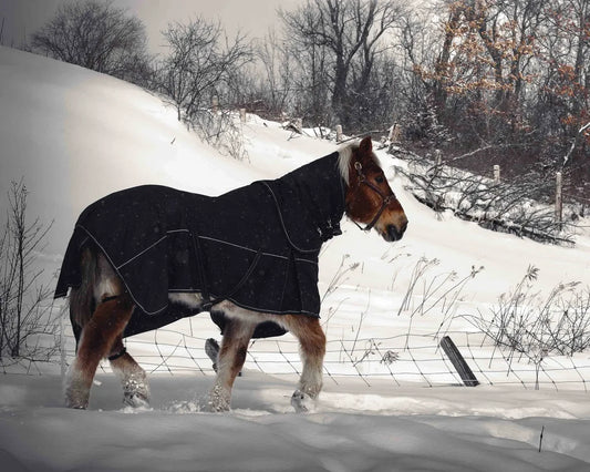 The Realities of Winter Horse Keeping: When “Must Be Nice” Freezes Over