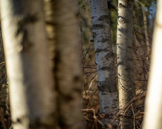 Unlocking the Secrets of White Birch: The Skin-Enhancing Elixir