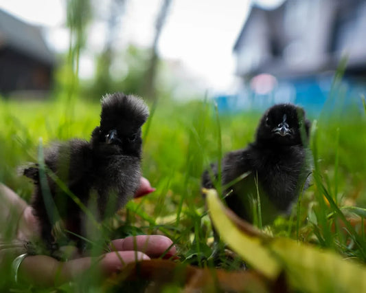 Purchasing Chickens Gone Wrong, What did I do this time?