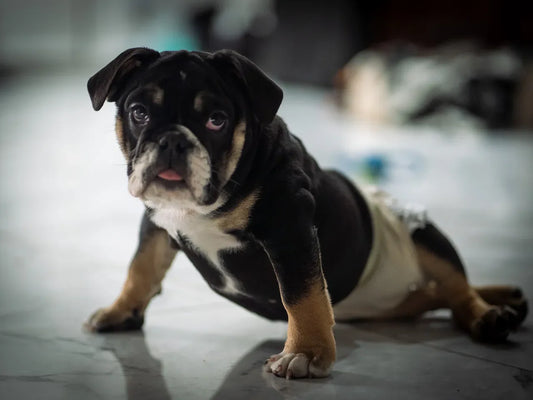 Fostering a Dog With Spina Bifida