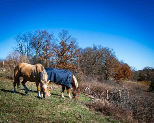When Osiris Steals the Spotlight: The Chaos of Filming with Farm Animals